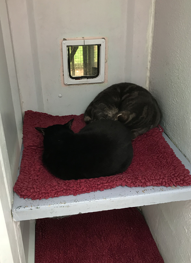 Greendale Farm Cattery High Buckinghamshire